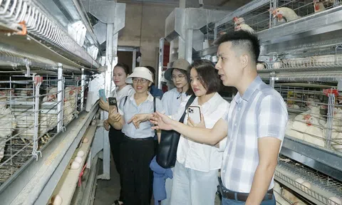 Chàng trai 9x bỏ phố về quê làm giàu từ mô hình chăn nuôi gà siêu trứng