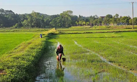 Nông dân Hà Tĩnh ra đồng diệt ốc bươu vàng gây hại trên lúa Hè Thu