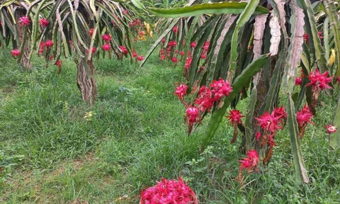 Thanh Long, cây trồng nhiều triển vọng ở xã Sơn Giang