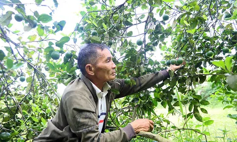 Nông dân phấn khởi vì chanh được mùa, giá ổn định