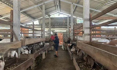 Nuôi dê Boer, anh nông dân thu hàng trăm triệu đồng mỗi năm