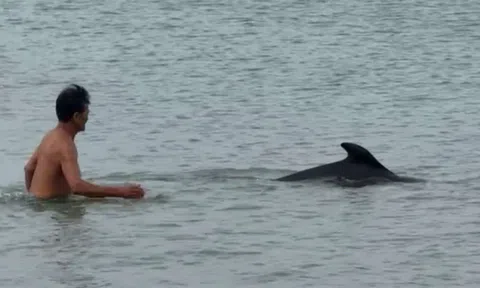 Quảng Trị: Cá heo xuất hiện gần bãi tắm Cửa Tùng