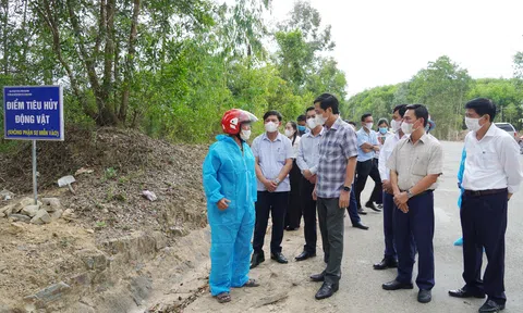 Quảng Trị: Sớm kiểm soát, kiềm chế tình hình Dịch tả lợn châu Phi trên địa bàn tỉnh