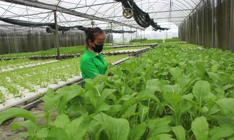 Hà Tĩnh: Đẩy mạnh chuyển đổi số trong sản xuất nông nghiệp