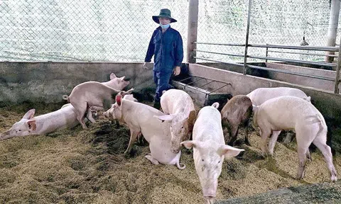 Chăn nuôi tuần hoàn - Hướng đi phù hợp với thời đại