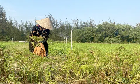 Hà Tĩnh: Biến vùng đất hoang hóa thành vựa rau củ xanh mướt