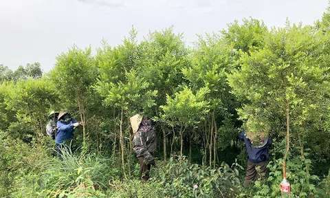 Trồng tràm để làm tinh dầu - mô hình mới nhiều triển vọng tại Hà Tĩnh
