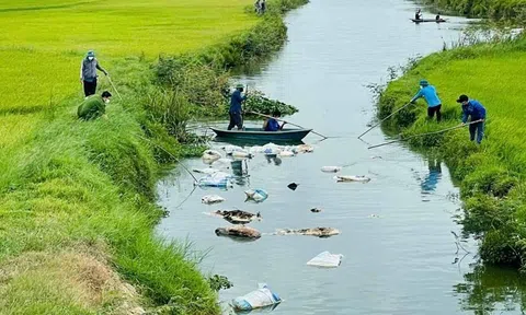 Quảng Trị: Xử lý tình trạng vứt lợn chết ra môi trường