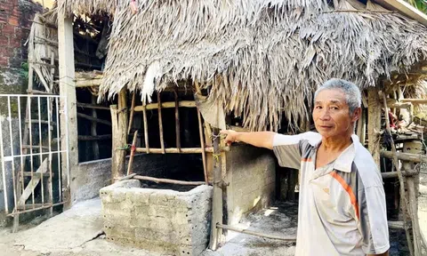 Quảng Trị: Dịch tả lợn Châu Phi còn phức tạp, lại bùng thêm dịch ở trâu bò