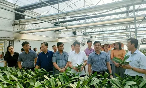 Hà Tĩnh: Giải pháp xanh thích ứng biến đổi khí hậu trong trồng hoa lan