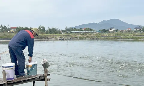 Nuôi cá chim vây vàng thay tôm – Hướng đi mới cho nông dân Hà Tĩnh