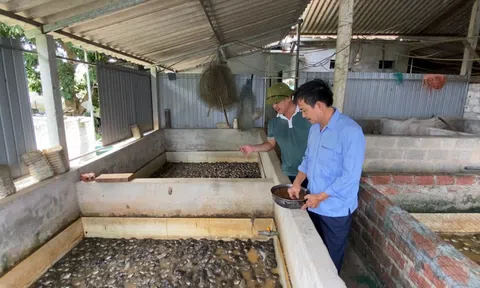 Đa dạng hóa vật nuôi thủy sản nước ngọt giúp người dân tăng thu nhập