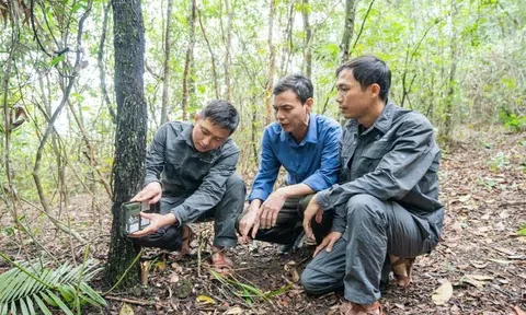 Hà Tĩnh: Hiệu quả bảo tồn rừng được nâng cao nhờ Dự án VFBC