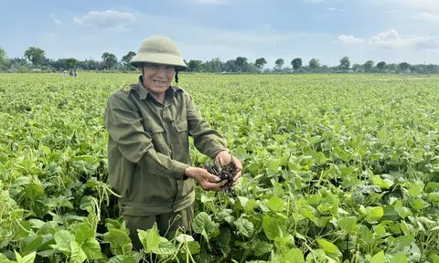 Hà Tĩnh: Đa dạng hóa cây trồng để thích ứng với biến đổi khí hậu