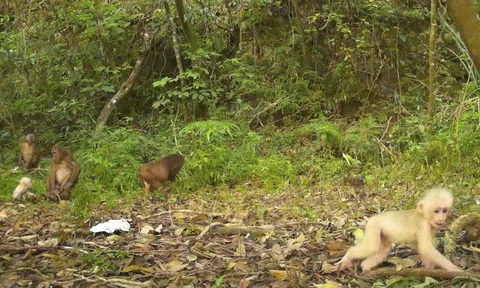 Nhiều loài động vật quý hiếm được ghi nhận tại Quảng Trị qua bẫy ảnh