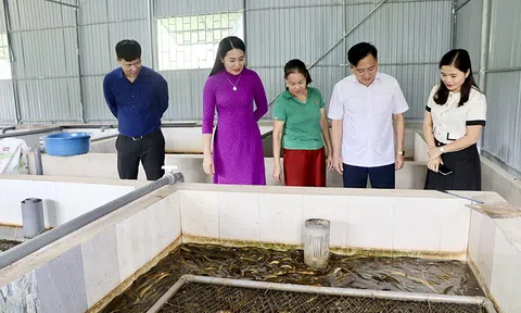 Nuôi lươn không bùn, hướng chăn nuôi mới ở Thượng Đức (Hà Tĩnh)