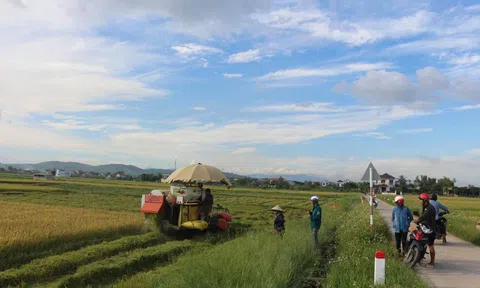 Nông dân Quảng Trị gấp rút thu hoạch lúa hè thu chạy bão số 5