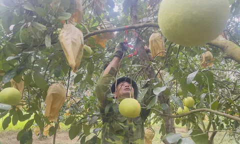 Người trồng bưởi Phúc Trạch “thấp thỏm” trước bão số 5 đổ bộ