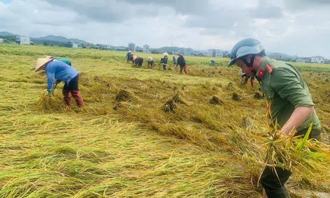 Hà Tĩnh: Khẩn trương thu hoạch lúa Hè - Thu để né thiên tai