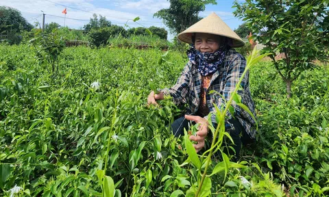 Trồng cây bò loằng ngoằng từng mọc hoang mà người dân lại có thu nhập khá