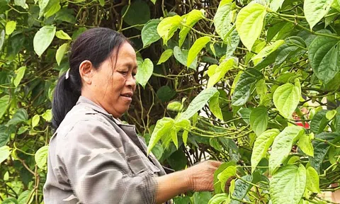 Người dân làng trầu “Tiến Vua” phấn khởi vào vụ thu hoạch Rằm tháng Bảy