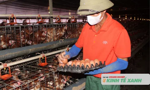 Hà Tĩnh: Giá trứng gà tăng, người chăn nuôi thêm động lực sản xuất