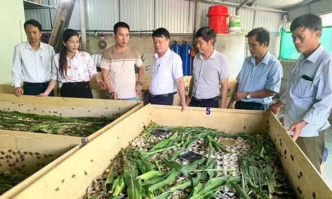 Hà Tĩnh: Nuôi dế thương phẩm vừa nhàn vừa mang lại hiệu quả kinh tế