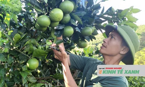 Nông nghiệp hữu cơ, hướng đi bền vững, thân thiện với môi trường