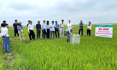 Quảng Trị phát triển lúa giảm phát thải, mở đường vào thị trường carbon quốc tế