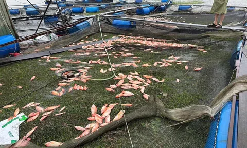 Hà Tĩnh: Hàng ngàn người hỗ trợ tiêu thụ 20 tấn cá bị ảnh hưởng do bão số 10