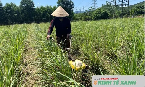 Trồng sả tía, hướng đi hiệu quả trên vùng đất bán sơn địa Cẩm Hưng