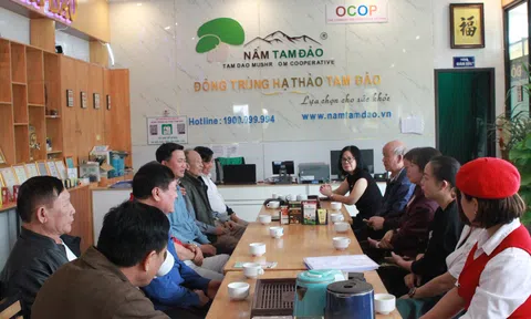 Khôi phục phát triển nghề trồng dâu nuôi tằm tại Vĩnh Phúc tạo nguyên liệu sản xuất đông trùng hạ thảo