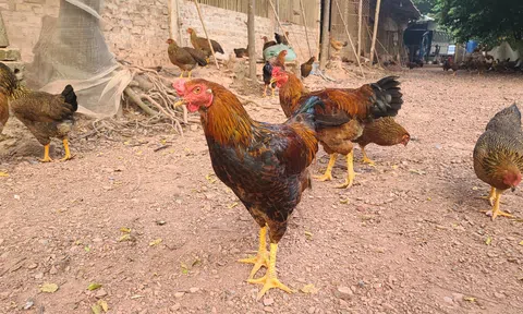 Bắc Giang: Mô hình "kinh tế xanh" cho đặc sản gà núi Hương Sơn hướng tới sản phẩm OCOP