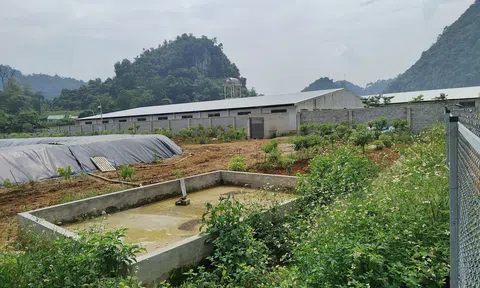 Lạng Sơn: Trang trại chăn nuôi lợn chất lượng cao của Công ty Đại Quang bị xử phạt hơn 400 triệu đồng