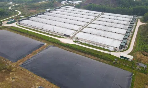 Bắc Giang: Công ty TNHH Chăn nuôi Sơn Động tiếp tục bị xử phạt gần 700 triệu đồng do vi phạm bảo vệ môi trường