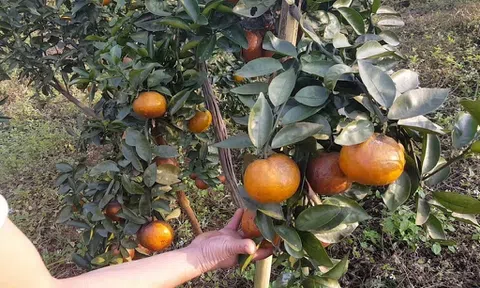 Yên Bái chú trọng xây dựng quyền nhãn hiệu tập thể cho các sản phẩm đặc sản