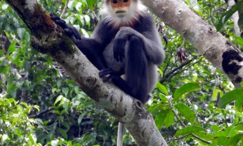 Quảng Ngãi tiếp nhận Dự án hỗ trợ kỹ thuật Bảo tồn loài Chà vá chân xám