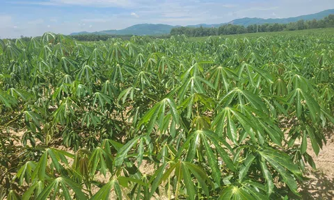 Quảng Ngãi phát triển Đề án ngành hàng sắn theo hướng bền vững