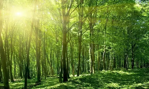 Quảng Ngãi phát triển Đề án giá trị đa dụng của hệ sinh thái rừng