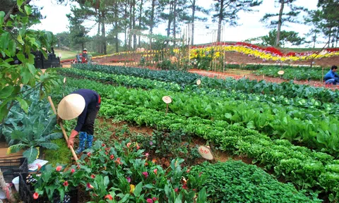 Huyện Lạc Dương, Lâm Đồng: Đẩy mạnh mô hình du lịch canh nông