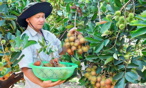Gia Lai có 526 loại cây ăn quả, cây công nghiệp được công nhận đầu dòng