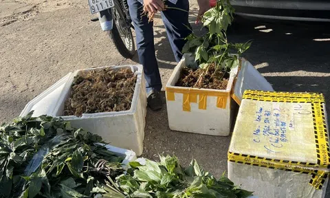 Kon Tum: Phát hiện 40 kg củ và lá nghi sâm Ngọc Linh vô chủ ở bến xe