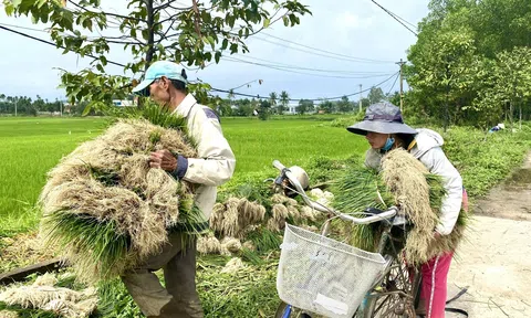 Thủ phủ trồng kiệu ở Quảng Ngãi được mùa nhưng mất giá dịp cận Tết