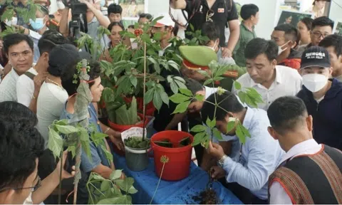 Quảng Nam: Hình thành trung tâm công nghiệp dược là yêu cầu cần thiết, cấp bách