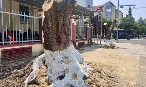 Hàng chục cây xanh lâu năm bị đốn hạ khiến người dân Kon Tum tiếc nuối