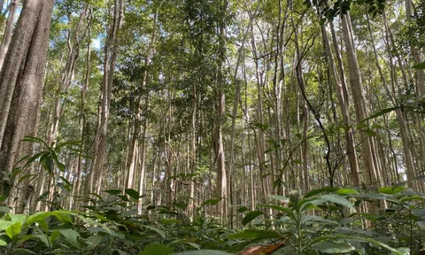 Ban quản lý VQG Chư Mom Ray (Kon Tum): Hành trình bảo vệ rừng 2024, tổng kết và định hướng