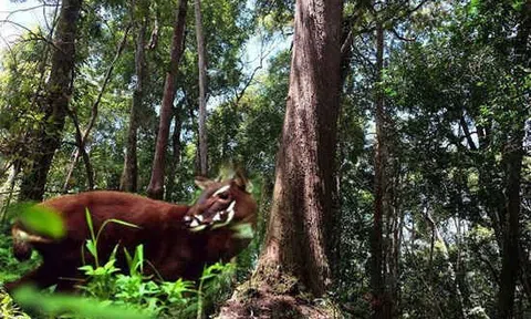 Thách thức và nỗ lực bảo vệ rừng ở Khu bảo tồn Sao La