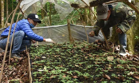 "Tri thức dân gian khai thác, trồng và chế biến sâm Ngọc Linh, huyện Nam Trà My” được đề nghị đưa vào danh mục di sản văn hóa phi vật thể Quốc gia