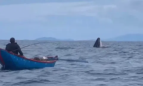 Cá voi săn mồi xuất hiện ở vùng biển Bình Định