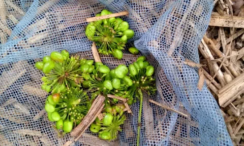 Tình hình thiệt hại và ứng phó mưa bão tại huyện Tu Mơ Rông